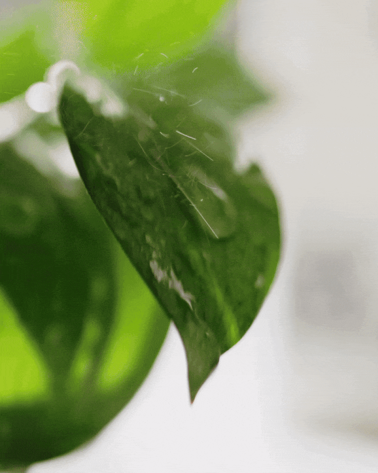 e023f15e91cd32087997c812de1f073e_1772070667_4958.gif